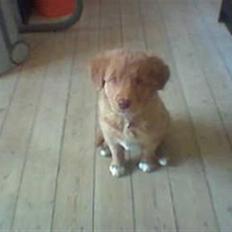 Nova scotia duck tolling retriever Indie