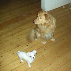 Nova scotia duck tolling retriever Indie