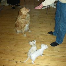 Nova scotia duck tolling retriever Indie