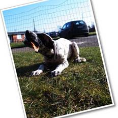 Blanding af racer Maxè - RIP