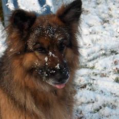 Schæferhund ## XASCHA ##