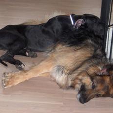 Schæferhund ## XASCHA ##