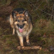 Schæferhund ## XASCHA ##