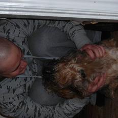 Shih tzu Bamse