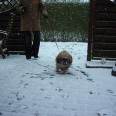 Shih tzu Bamse