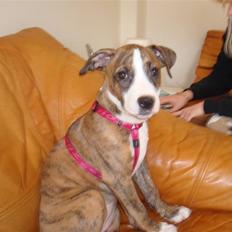 Blanding af racer Fraja