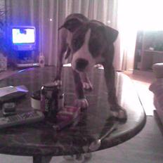 Blanding af racer Fraja