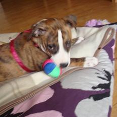 Blanding af racer Fraja