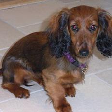 Miniature gravhund Sille