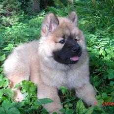 Eurasier Ankerstjernes Dekitta