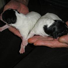 Blanding af racer Møllens Mette og Mikkel