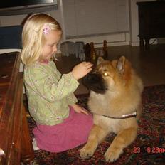 Eurasier Ankerstjernes Dekitta