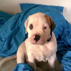 Amerikansk bulldog Joey