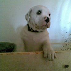 Amerikansk bulldog Joey