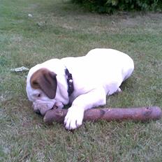 Amerikansk bulldog Joey