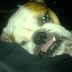 Engelsk bulldog Mojo *RIP*