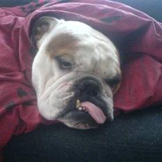 Engelsk bulldog Mojo *RIP*