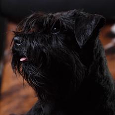 Dvaergschnauzer Sváva's Elenna - Tazhia