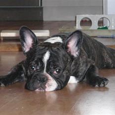 Fransk bulldog gizmo (gisse)
