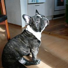Fransk bulldog gizmo (gisse)