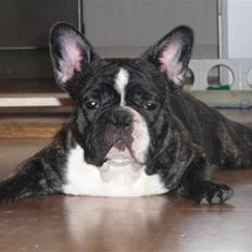 Fransk bulldog gizmo (gisse)