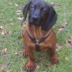 Bayersk bjergsschweisshund Tyson R.I.P 10/10-2008