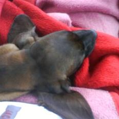 Bayersk bjergsschweisshund Tyson R.I.P 10/10-2008