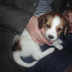 Kooikerhondje Kooijoy Carlo