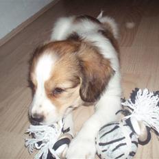 Kooikerhondje Kooijoy Carlo