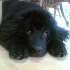 Newfoundlænder Bamse