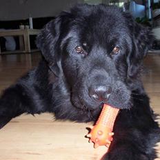 Newfoundlænder Bamse