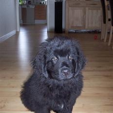 Newfoundlænder Bamse