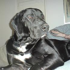 Blanding af racer Pølle 3/4 gd 1/4 rw