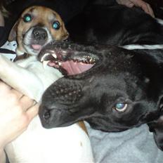 Blanding af racer Pølle 3/4 gd 1/4 rw