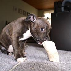 Staffordshire bull terrier Freja