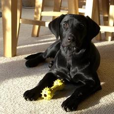 Labrador retriever (Formel 1) Fie (RIP 5/9 2017) <3 