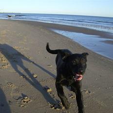 Labrador retriever (Formel 1) Fie (RIP 5/9 2017) <3 