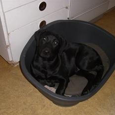 Labrador retriever (Formel 1) Fie (RIP 5/9 2017) <3 