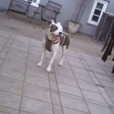 Amerikansk staffordshire terrier paco