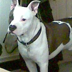 Amerikansk staffordshire terrier paco