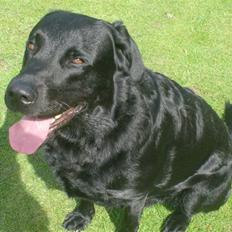 Blanding af racer Bundi. (Spydi)