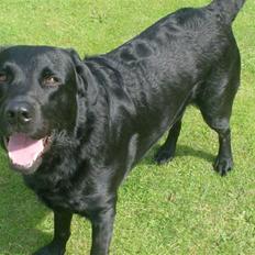 Blanding af racer Bundi. (Spydi)