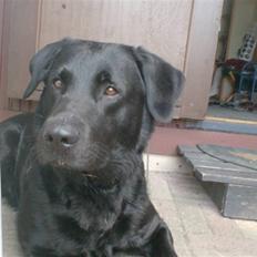 Blanding af racer Bundi. (Spydi)