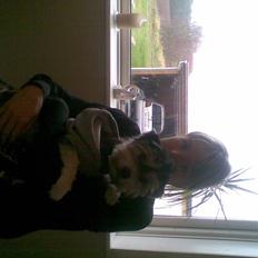 Bichon havanais sir Cody