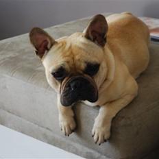 Fransk bulldog Milo