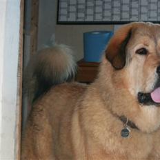 Tibetansk mastiff Monty - R.I.P.