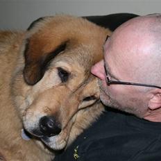 Tibetansk mastiff Monty - R.I.P.