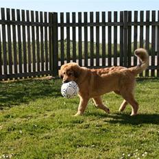 Tibetansk mastiff Monty - R.I.P.