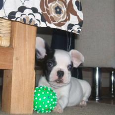 Fransk bulldog Pelle