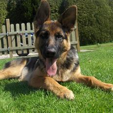 Schæferhund Maegaards Jana (Mille)